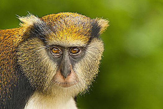 猴子,长尾猴属,保护区,加纳
