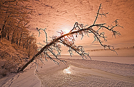 冬天,河,靠近,曼尼托巴,加拿大