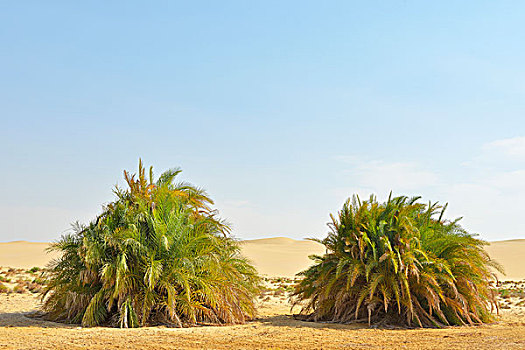 荒漠景观,椰枣,利比亚沙漠,撒哈拉沙漠,埃及,非洲