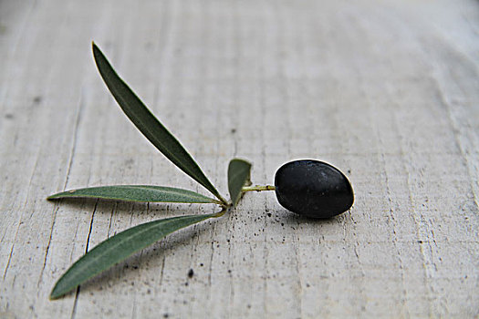 黑橄榄,与叶子,休息,橄榄木,表