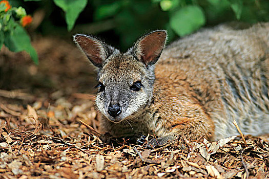 小袋鼠,成年,休息,南澳大利亚州,澳大利亚,大洋洲