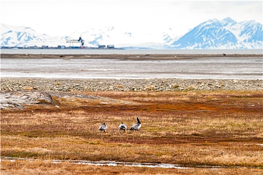 鸟,北极,苔原,斯瓦尔巴特群岛,挪威