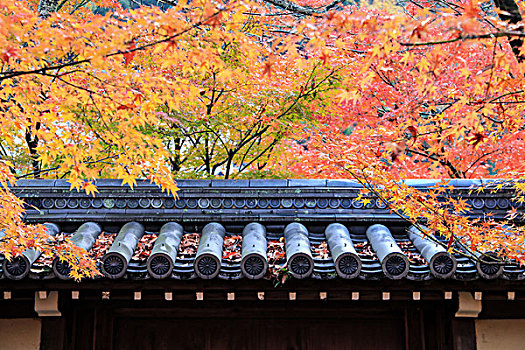 日本京都红叶