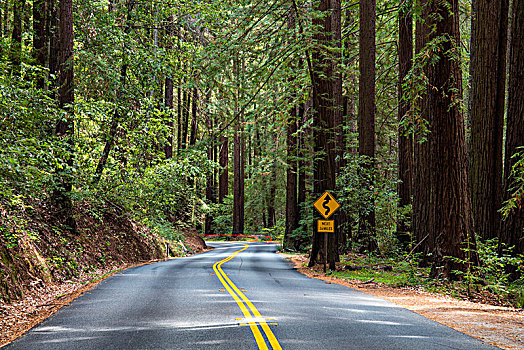 弯曲,道路,红杉,州立公园,加利福尼亚,美国,北美