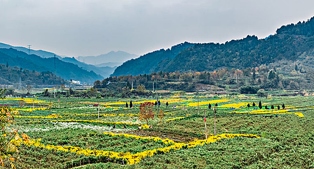 安徽省黟县贡菊花养殖场景观