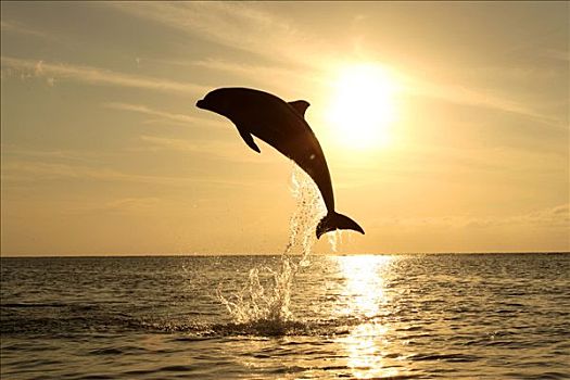 普通,宽吻海豚,成年,跳跃,室外,水,日落,加勒比海,洪都拉斯,中美洲