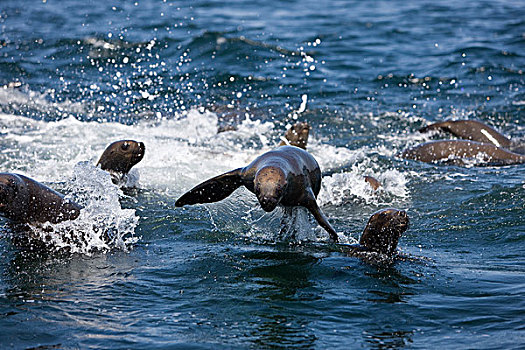 南美海狮,南方,海狮,雌性,玩,水中,帕拉加斯,国家公园,秘鲁