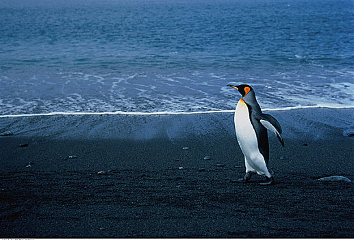帝企鹅,金港,南乔治亚,南极群岛