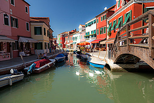 天鹅,运河,布拉诺岛,泻湖,旅游,靠近,威尼斯,意大利,欧洲