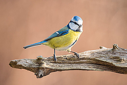 蓝冠山雀,坐在树上,下奥地利州,奥地利,欧洲