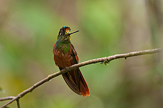 彩虹,蜂鸟,厄瓜多尔