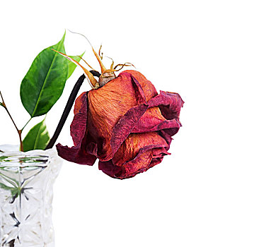 干燥,红玫瑰,花瓶,白色背景
