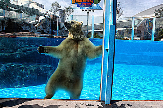 水下北极熊
