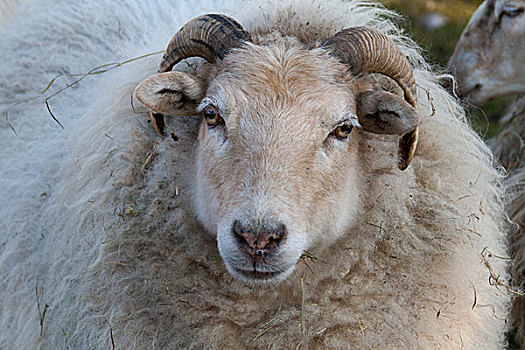 家羊,绵羊,莱茵兰普法尔茨州,德国,欧洲