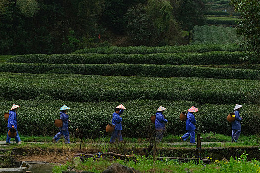 杭州西湖龙井茶园嫩茶新茶特写