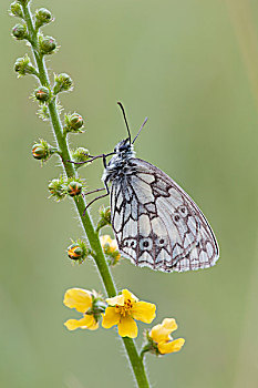 白蝴蝶,德国,欧洲