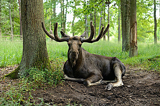 驼鹿,躺下来,在下面,树,巴伐利亚,德国