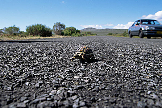 龟,岬角,半岛,国家公园,西海角,南非