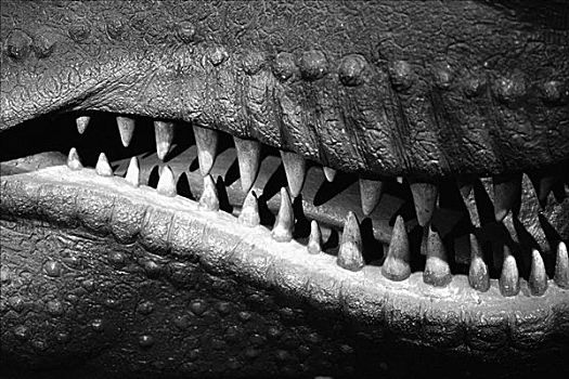 恐龙,牙齿
