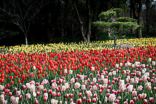 郁金香花海