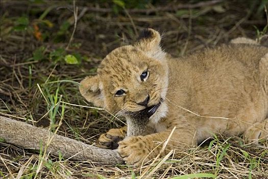 非洲狮,狮子,五个,星期,老,成年,自豪,尾部,脆弱,马赛马拉国家保护区,肯尼亚