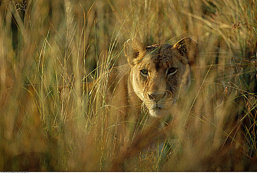 雌狮,马赛马拉,肯尼亚