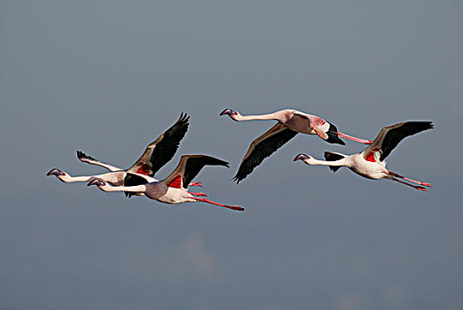 小红鹳,群,飞,纳库鲁湖,肯尼亚,非洲