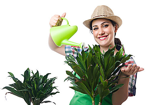 女人,浇水,植物,白色背景
