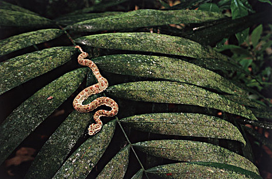 巴拿马,国家公园,扁斑奎蛇,蝰蛇,棕榈叶,大幅,尺寸
