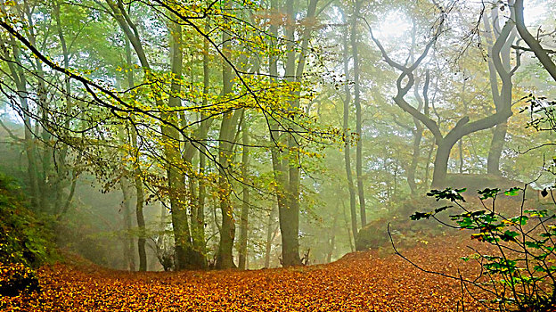 秋日树林,靠近,山谷,莱茵兰普法尔茨州,德国
