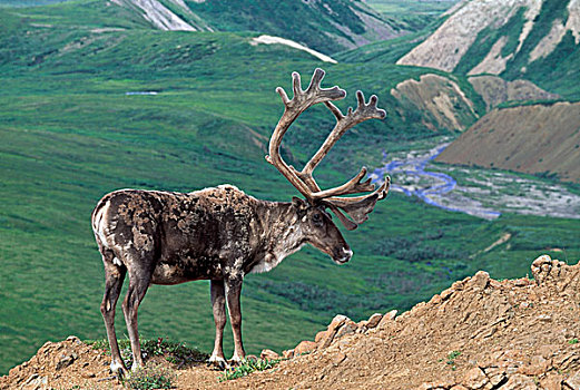 北美驯鹿,雄性动物,驯鹿属,天鹅绒,鹿角,德纳利国家公园和自然保护区,阿拉斯加,美国