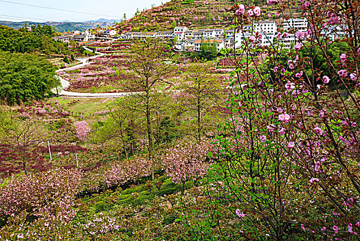 红枫,山坡,樱花,村庄,房子