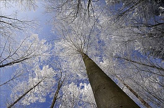 树,白霜,巴伐利亚,德国