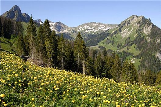 春天,山峦,瑞士