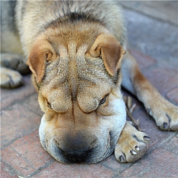 沙皮犬