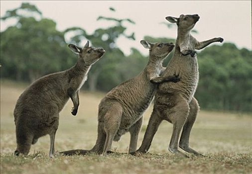 大灰袋鼠,灰袋鼠,群,一个,挠,伙伴,袋鼠,岛屿,澳大利亚