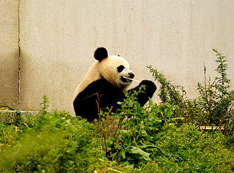 四川阿坝,国家一级保护动物大熊猫萌态十足