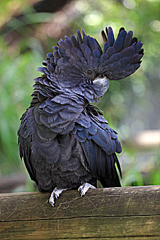 黑色,美冠鹦鹉,澳大利亚,大洋洲