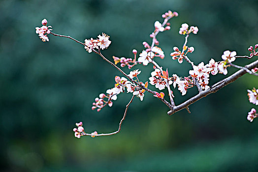 紫叶李