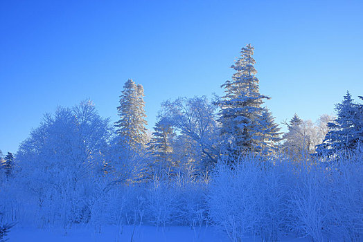 雪岭雾凇景观