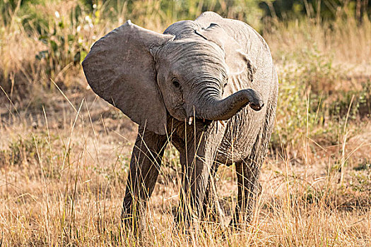 幼兽,非洲象,嗅,环境,南卢安瓜国家公园,赞比亚,非洲