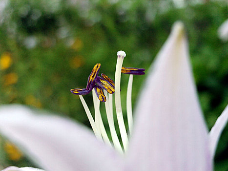 百合花