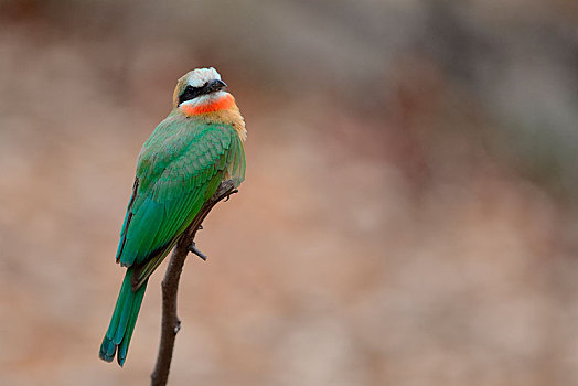 食蜂鸟,栖息,细枝,克鲁格国家公园,南非,非洲