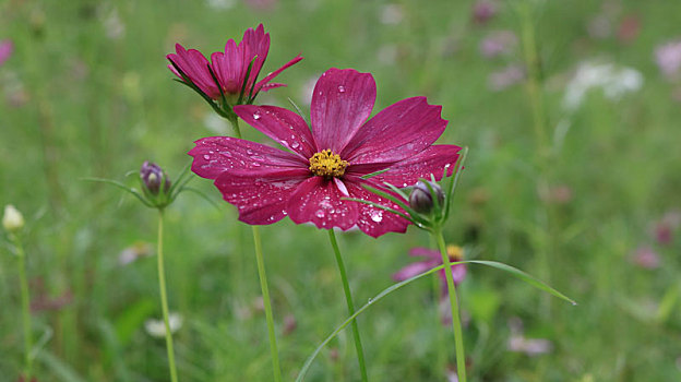 生态园的花