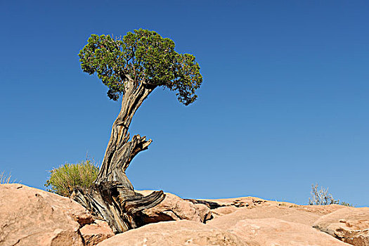 犹他,桧属植物,石头,大峡谷,亚利桑那,美国