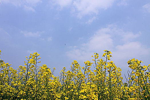 蓝天衬托下美丽的油菜花