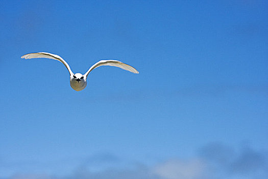 斐济,燕鸥,胸骨