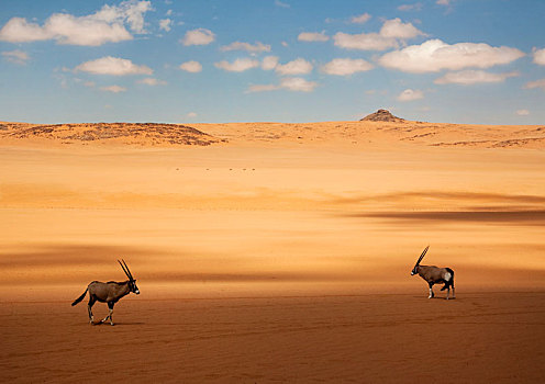 两个,长角羚羊,站立,非洲,荒芜