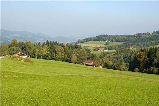 绿色,草地,树林,下巴伐利亚,德国