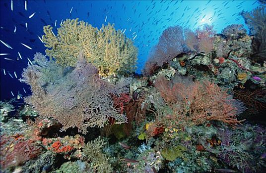 珊瑚礁,景色,海绵,海洋,珊瑚鱼,所罗门群岛